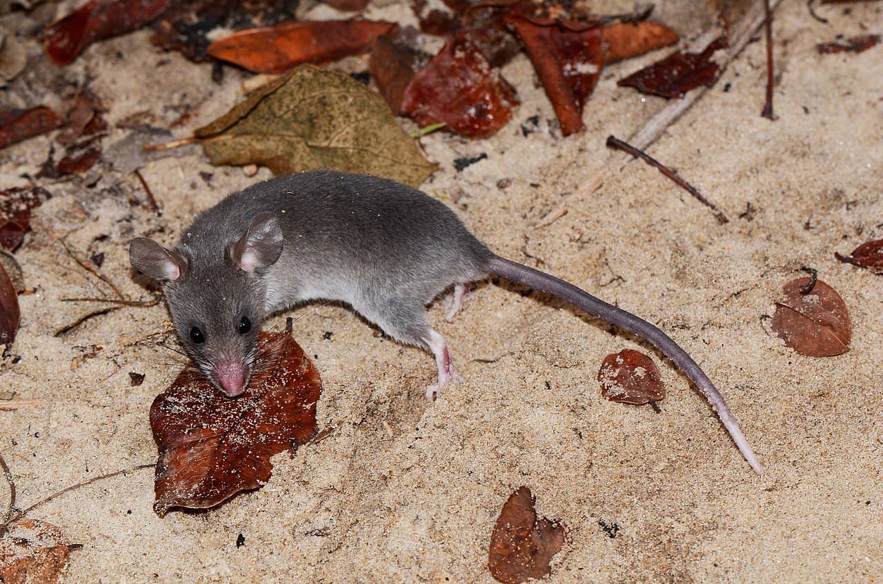 Lesser Long-Tailed Hamster