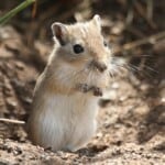 Mongolian Hamster