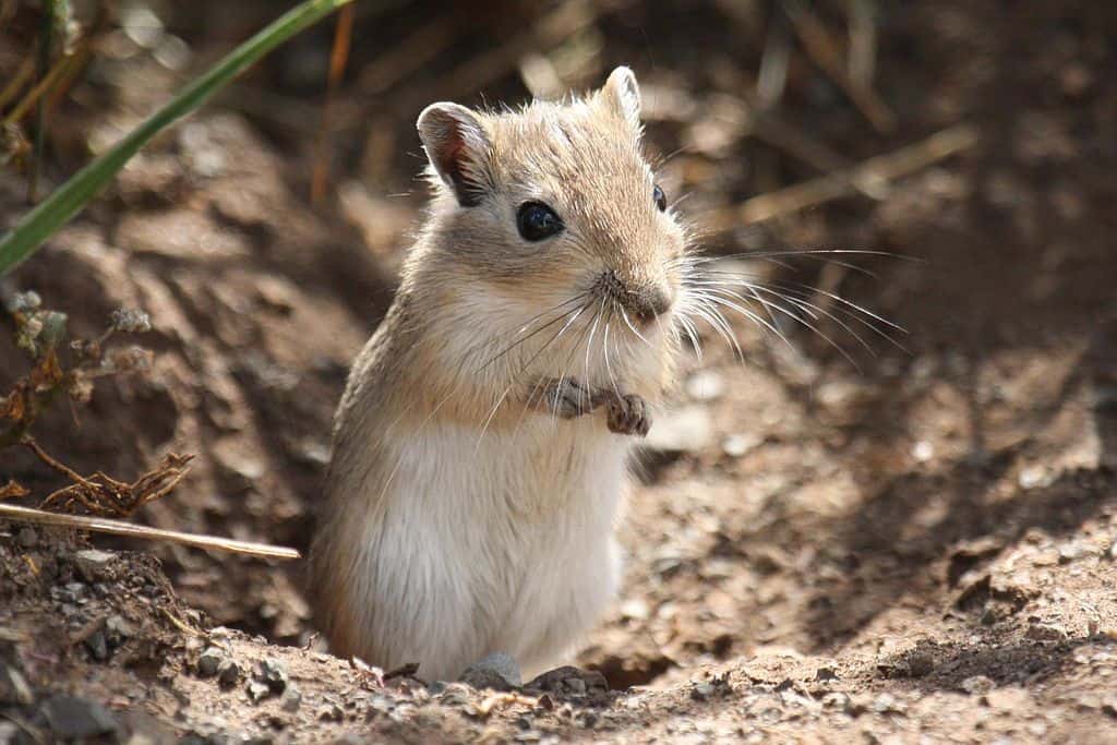 Mongolian Hamster