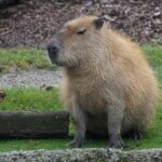 Pros and Cons of Owning a Pet Capybara
