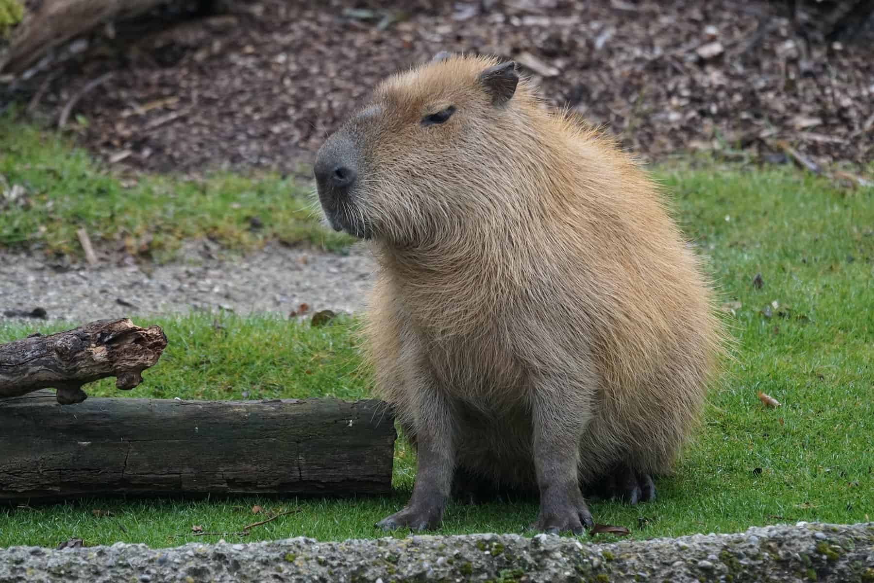 Pros and Cons of Owning a Pet Capybara