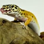 Questions to Ask Before Purchasing a Leopard Gecko
