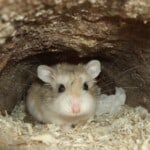 Roborovski Hamster