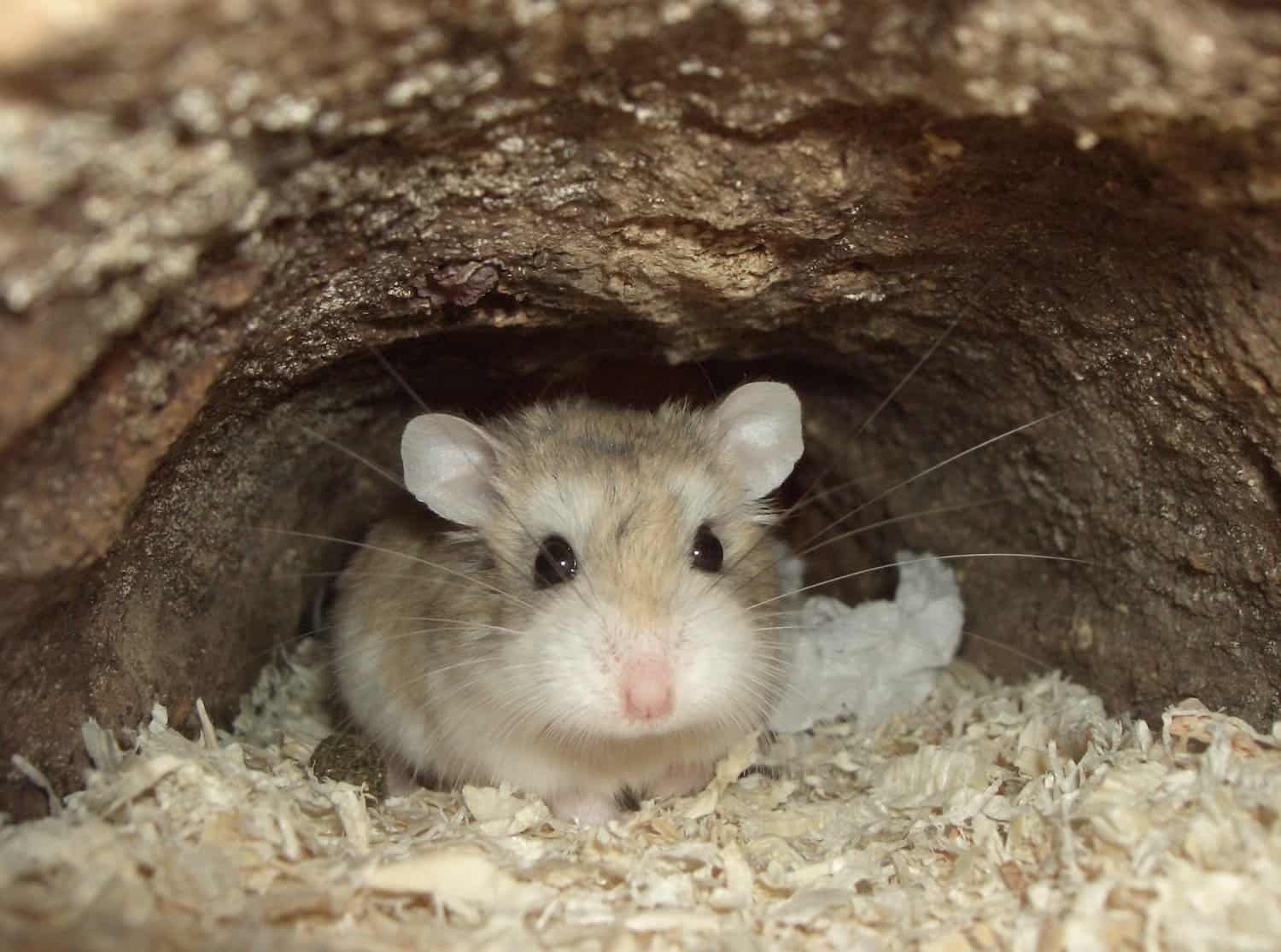 Roborovski Hamster