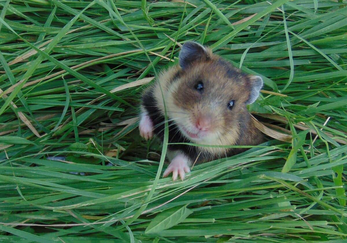 Romanian Hamster