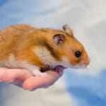 Syrian Hamster