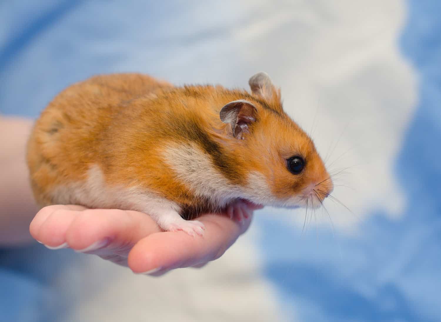 Syrian Hamster