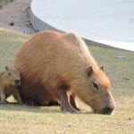The Average Lifespan of the Capybara
