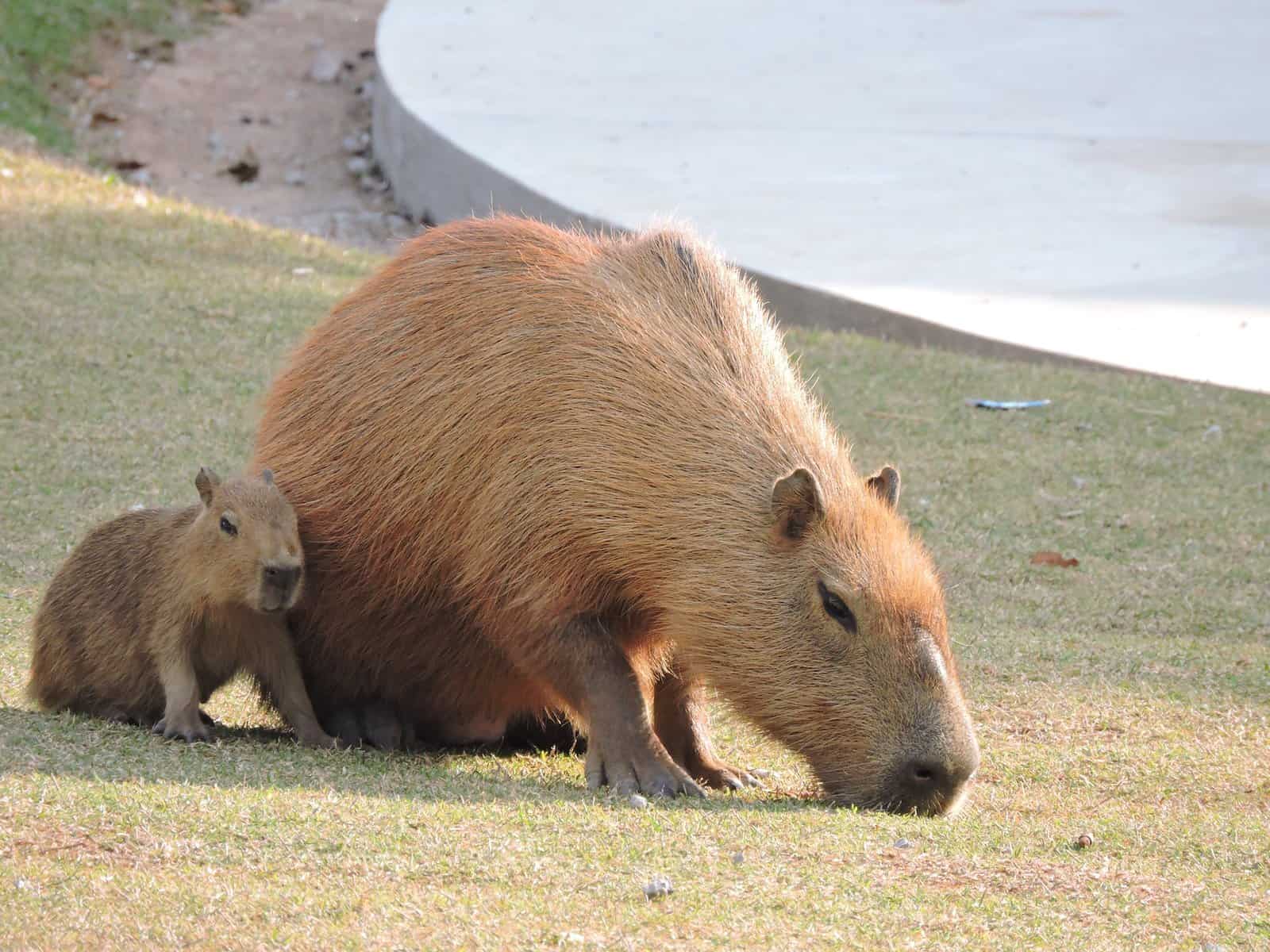 The Average Lifespan of the Capybara