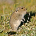 Tibetan Hamster