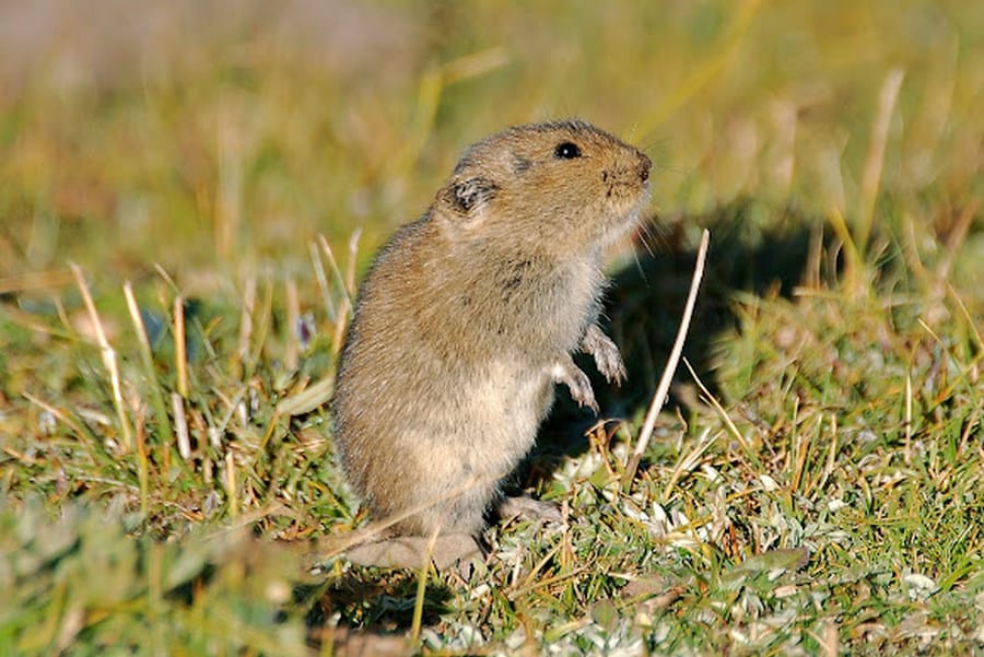 Tibetan Hamster