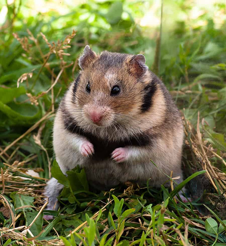 Turkish hamster