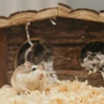 What Determines Your Hamster’s Size