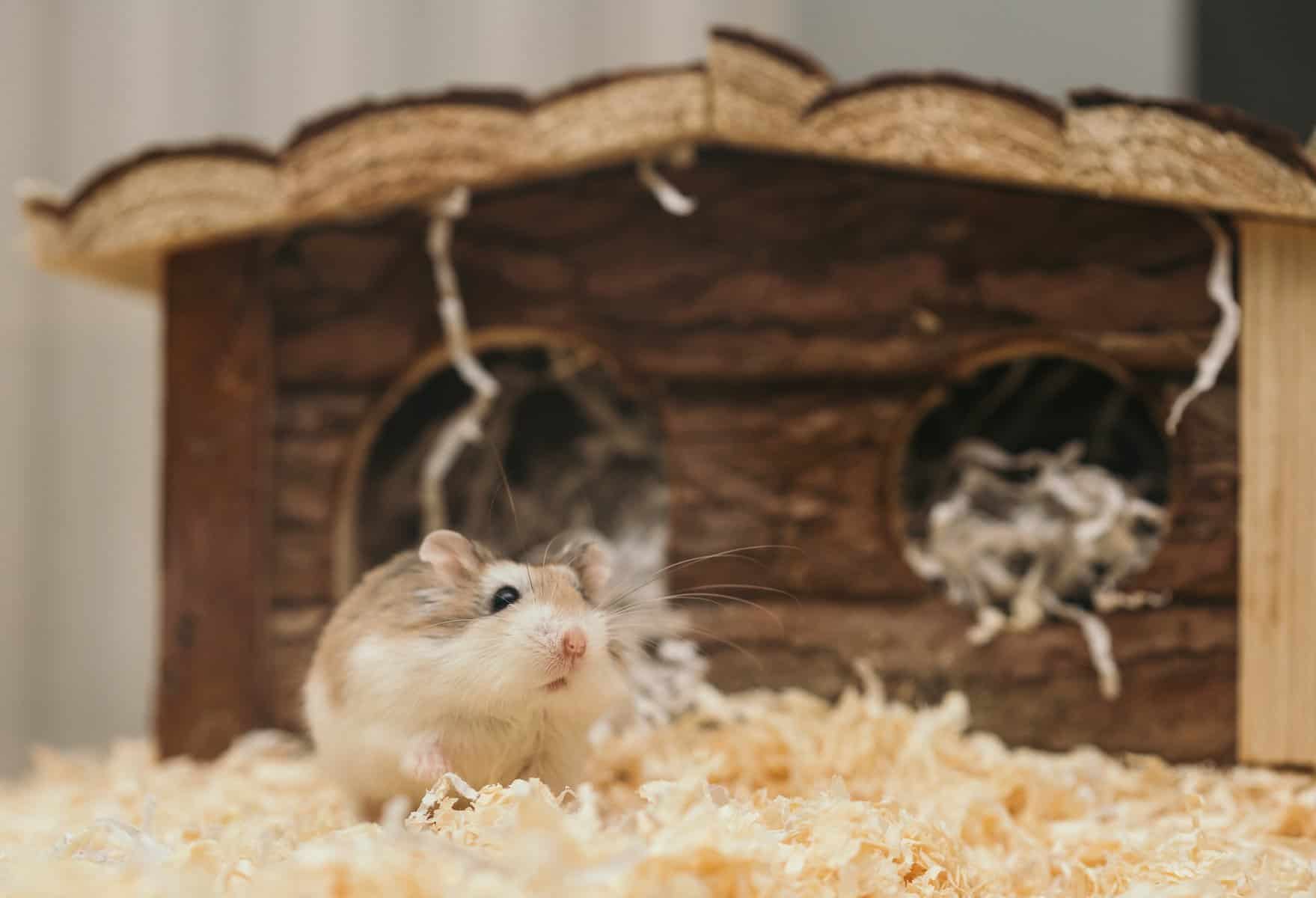 What Determines Your Hamster’s Size