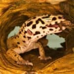 What Leopard Geckos Eat
