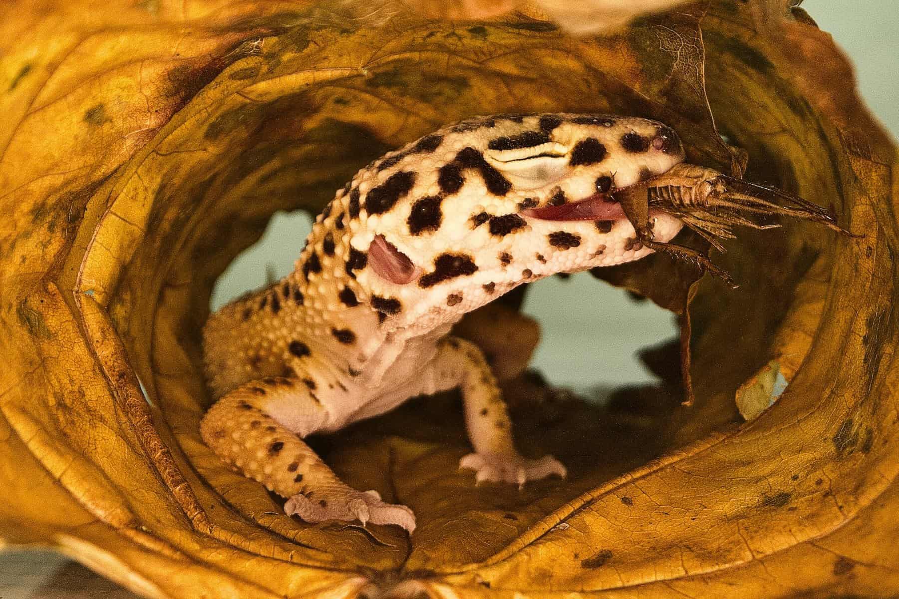 What Leopard Geckos Eat