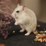 White siberian hamster