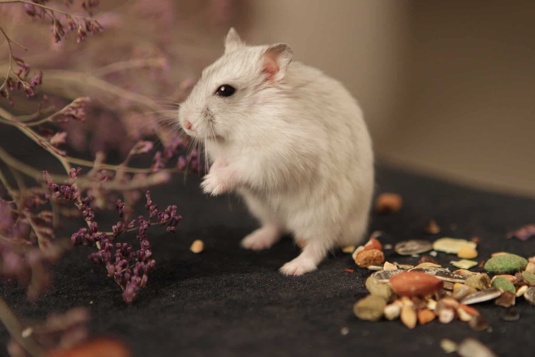 White siberian hamster