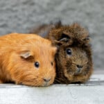 adorable guinea pigs