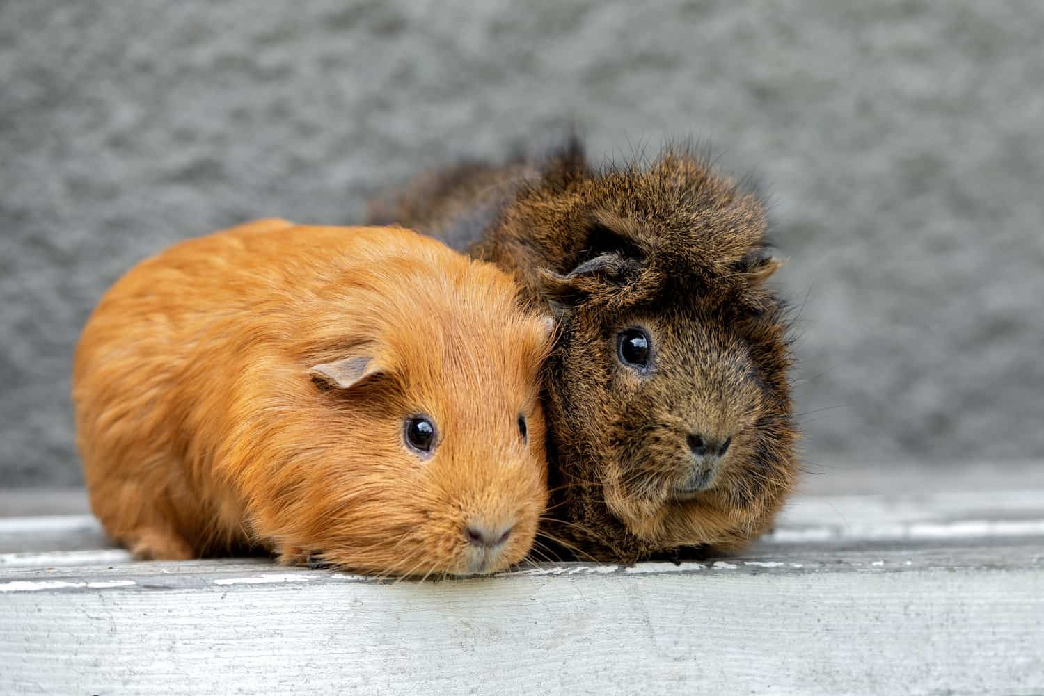 adorable guinea pigs