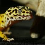 cute leopard gecko