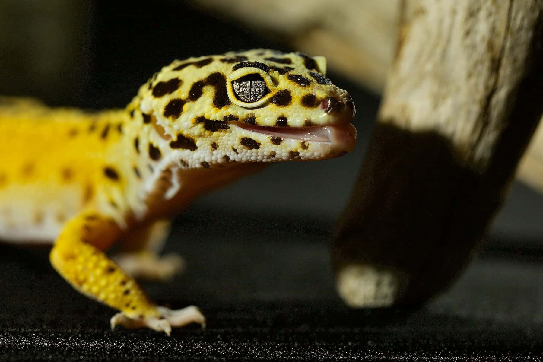 cute leopard gecko