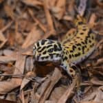 leopard gecko outside