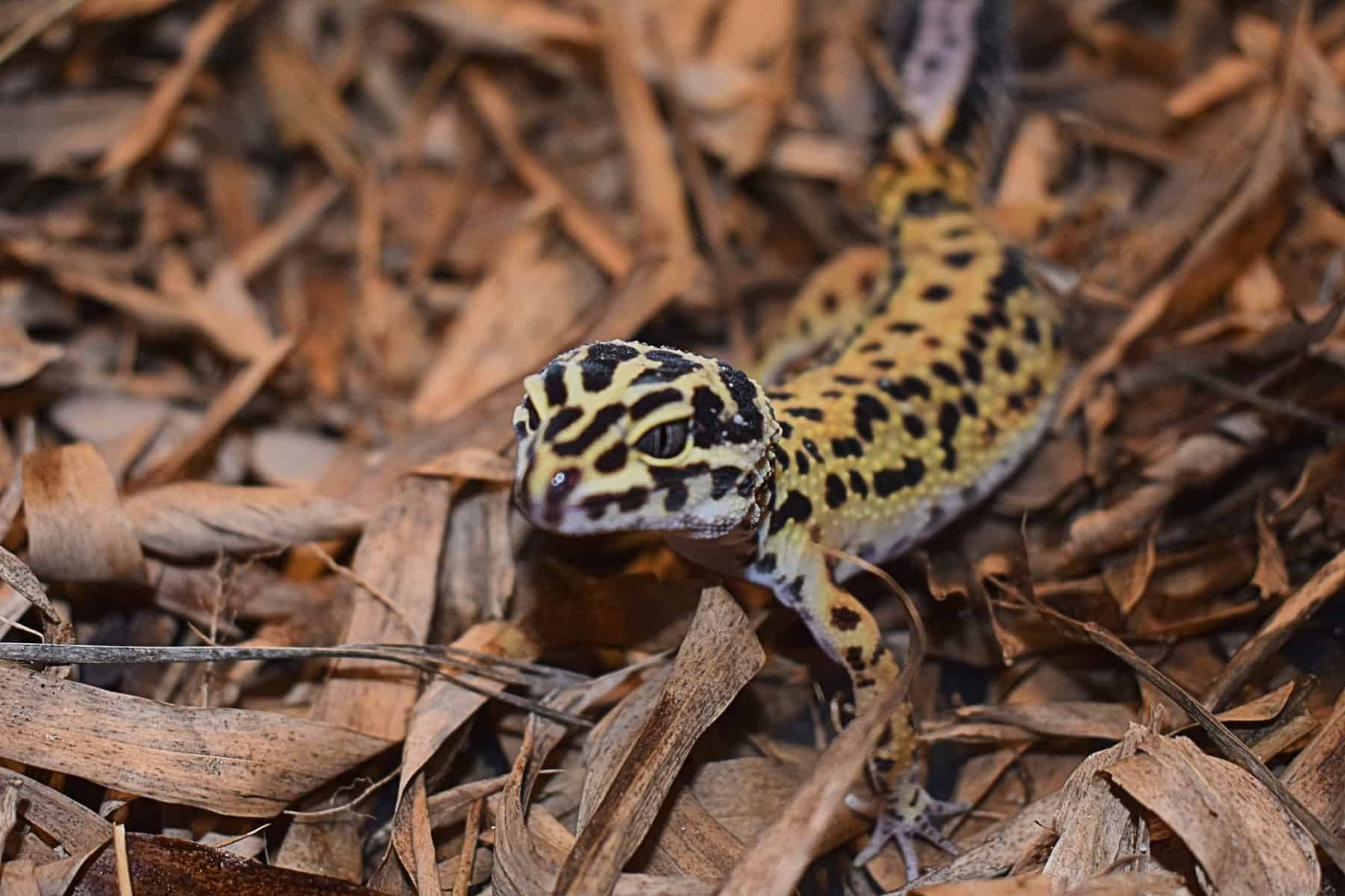 leopard gecko outside