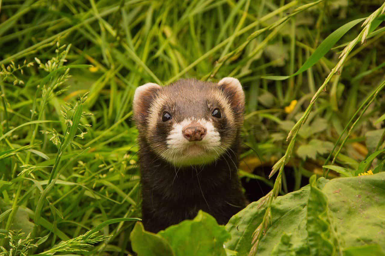 Types of Ferrets