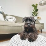 Best Dog Breeds for Apartments