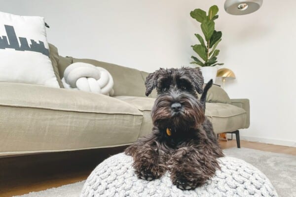 The 30 Best Dog Breeds for Apartments