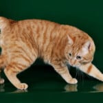 Karelian Bobtail cat