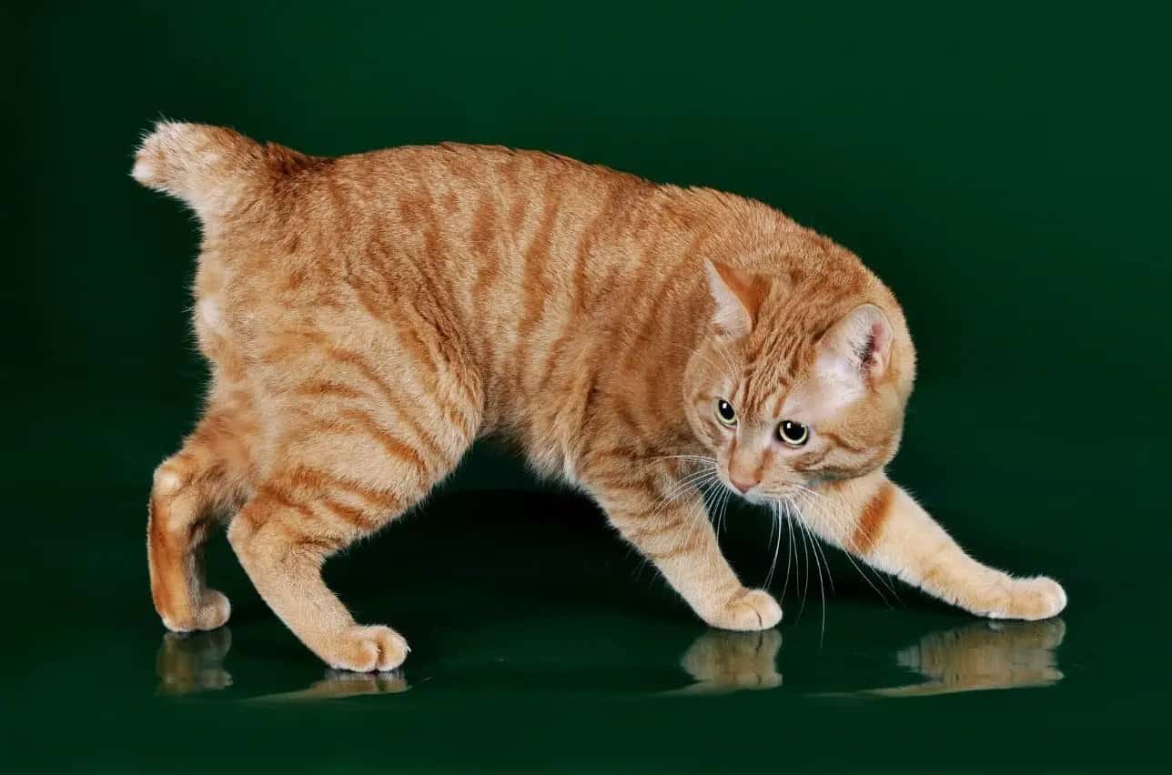 Karelian Bobtail cat