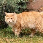 Kurilian Bobtail