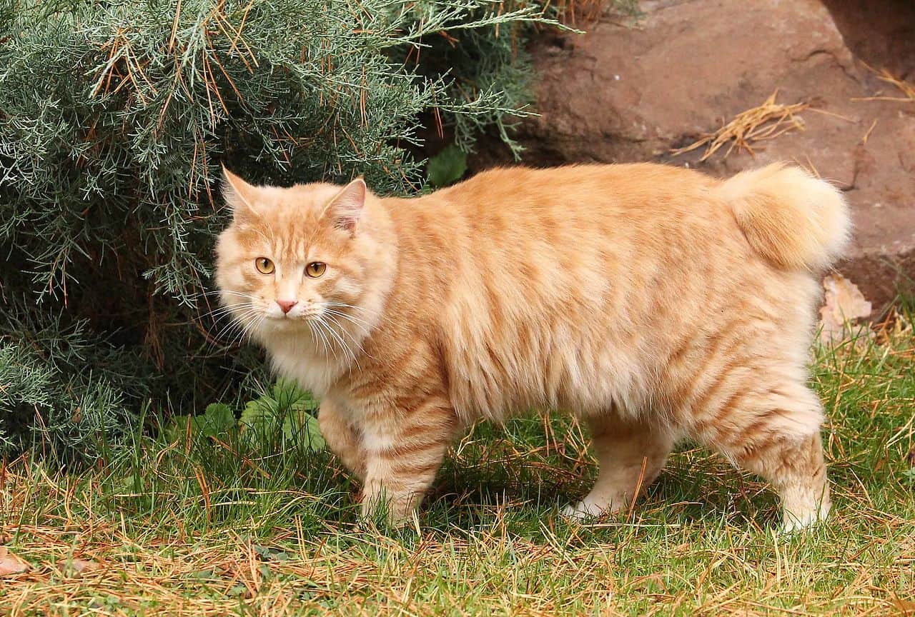 Kurilian Bobtail