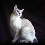 Mekong Bobtail cat