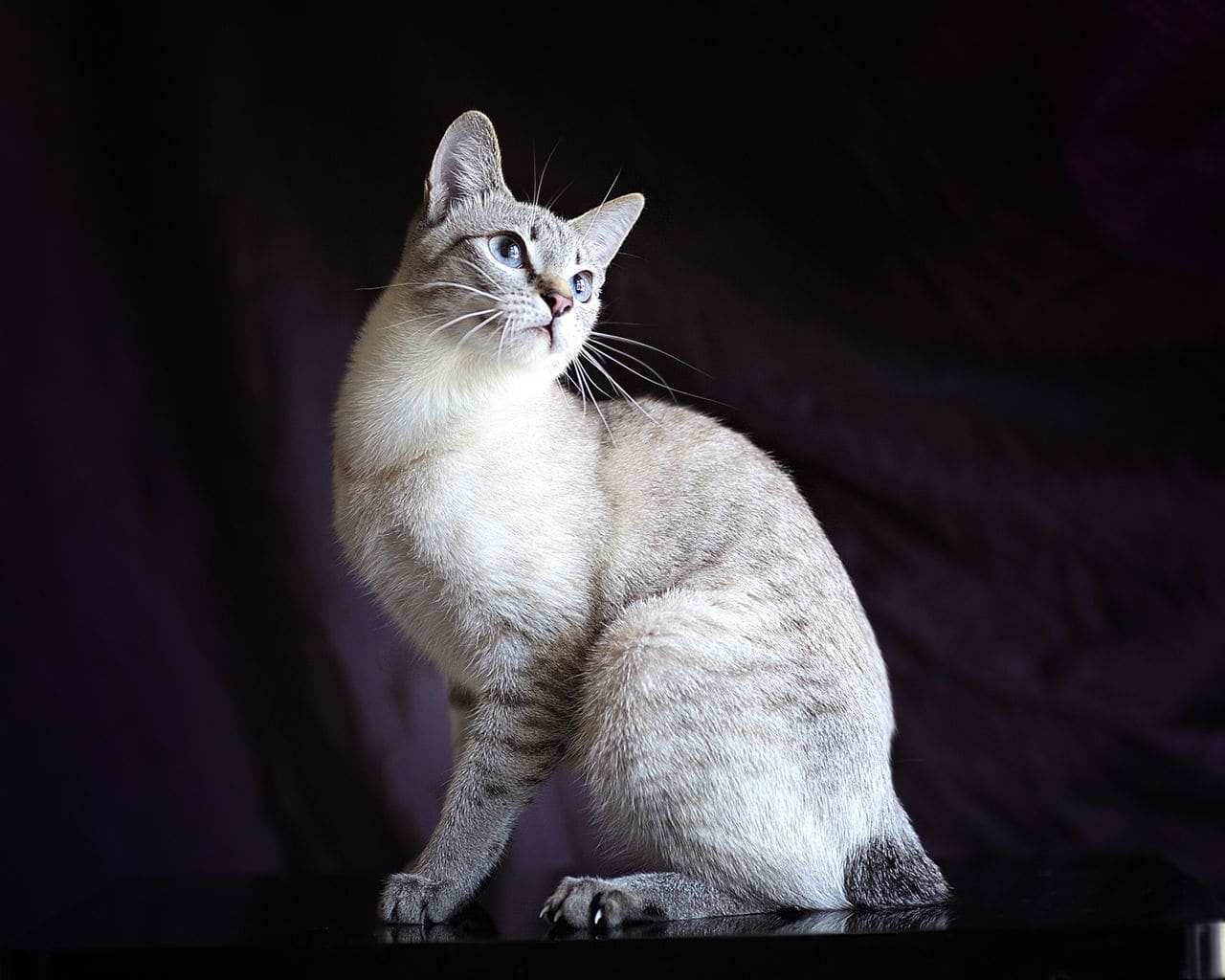 Mekong Bobtail cat