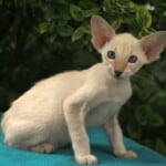 Peterbald cat