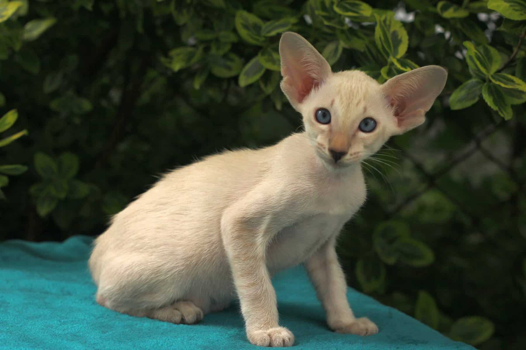 Peterbald cat