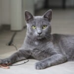 Russian Blue cat