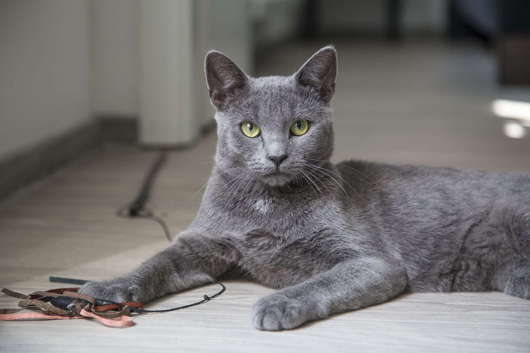 Russian Blue cat