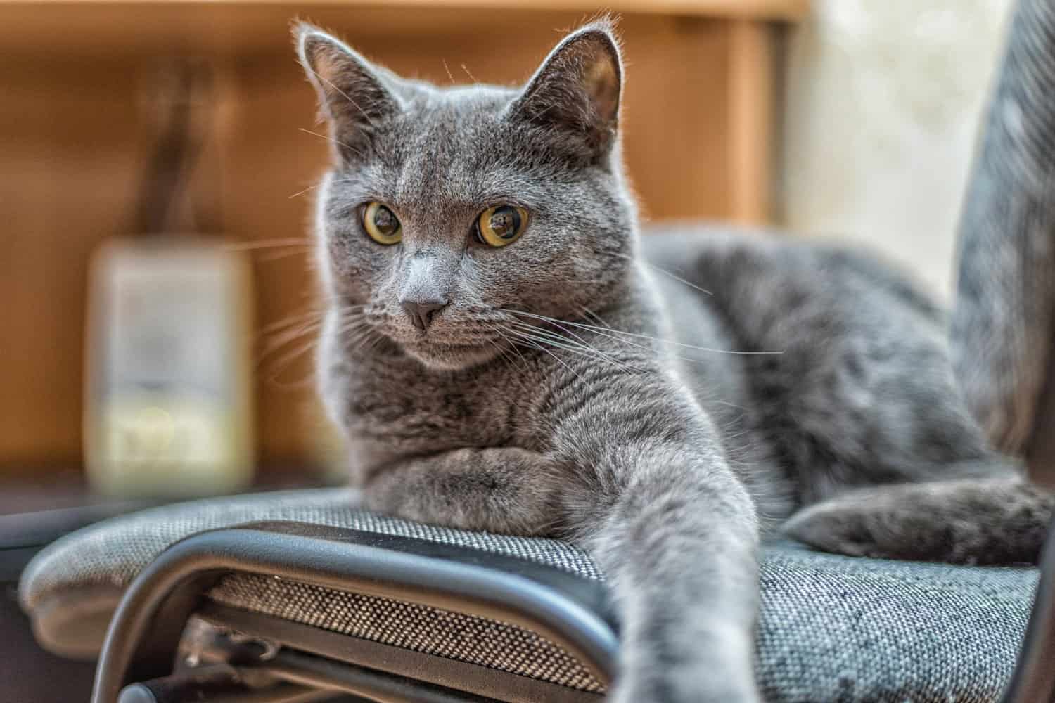 Russian cat breeds