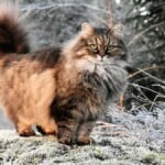 Siberian cat