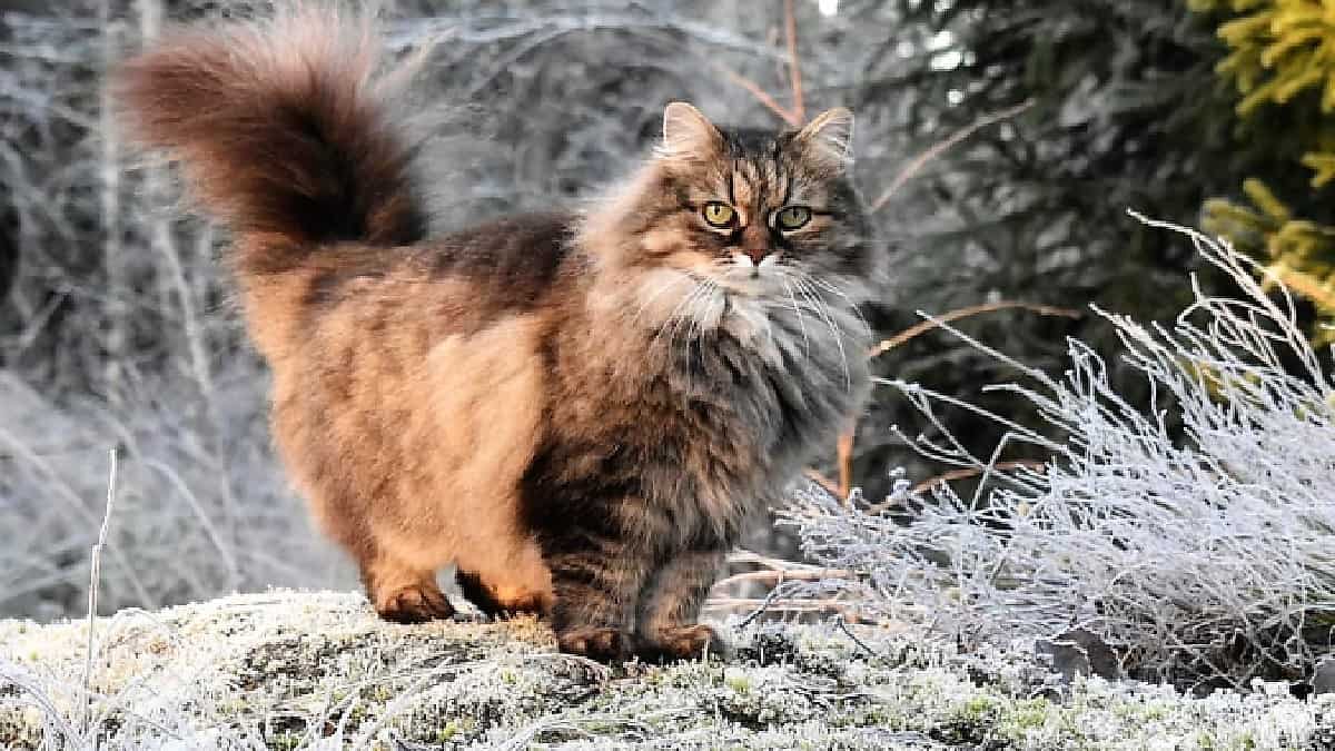 Siberian cat